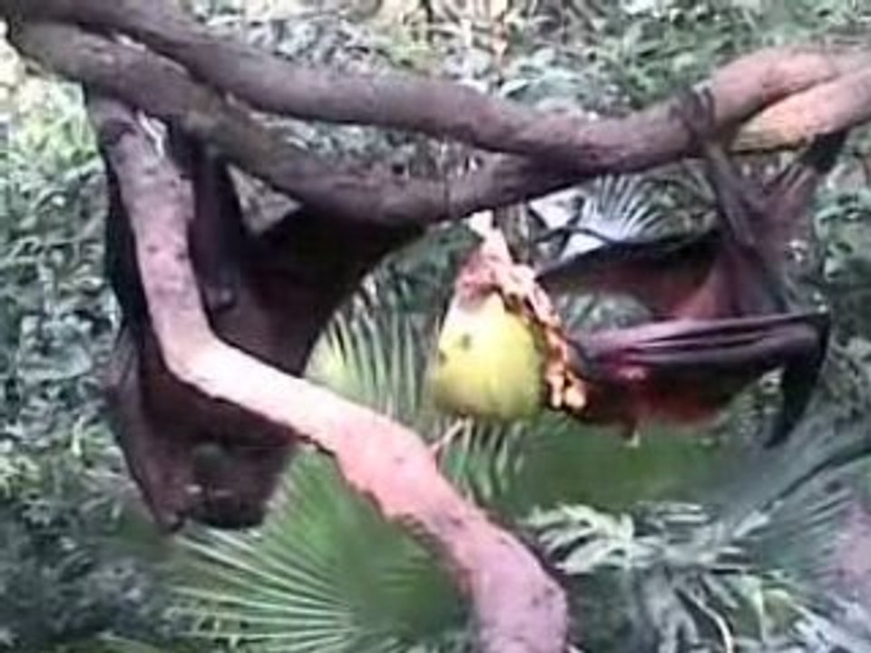 selfish greedy bat