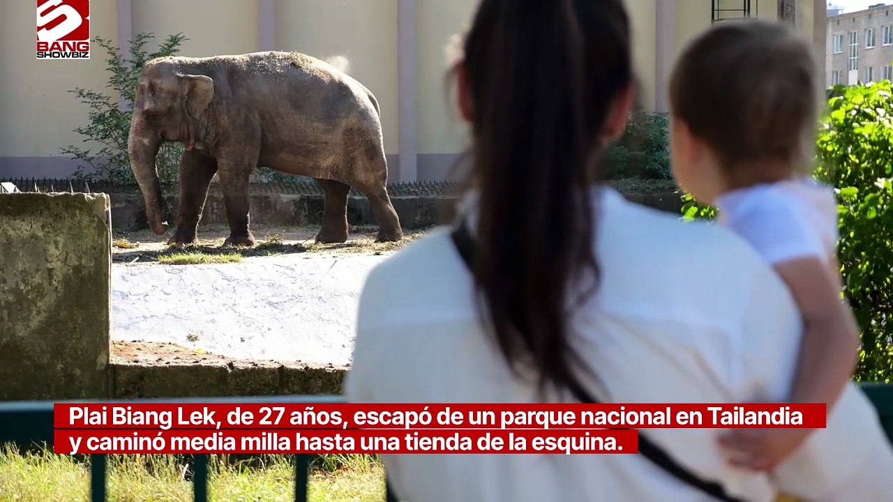 Elefante se da festín en un supermercado