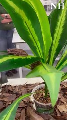 The endangered Littlejohn's tree frog at the University of Newcastle