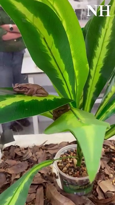 The endangered Littlejohn's tree frog at the University of Newcastle