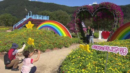 형형색색 가을꽃 물결...가평 자라섬 꽃 축제 '북적' / YTN