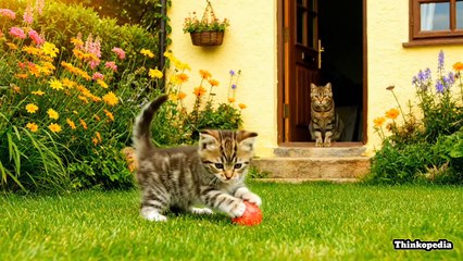 “Lost in the Forest | Heart Touching Cat Family Story (3D Cartoon Animation)”