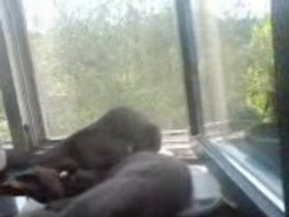 Zoreille lave Denver!