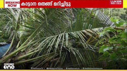 വയനാട് ഇരുളത്ത് കാട്ടാനയുടെ പരാക്രമം; വീടിന് മുകളിലേക്ക് തെങ്ങ് മറിച്ചിട്ടു
