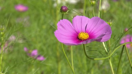 형형색색 가을꽃 물결...가평 자라섬 꽃 축제 '북적' / YTN
