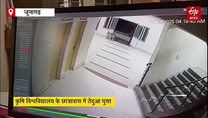 गुजरात : यूनिवर्सिटी के छात्रावास में घुसा तेंदुआ, सीसीटीवी में कैद