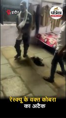 रेस्क्यू के वक्त कोबरा का अटैक