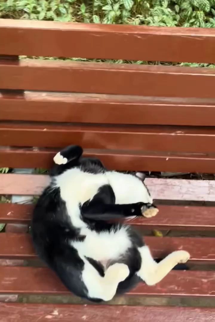 ⁣funny animals 😂cute pets #viral #funnyanimals #pets