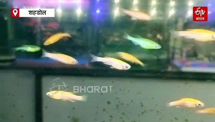 70 प्रतिशत इंसानों जैसी जीन वाली छुटकी फिश, दवा की खोज से लेकर बीमारियों की रिसर्च तक वरदान