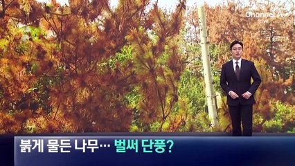 붉게 물든 나무…벌써 단풍 들었나?