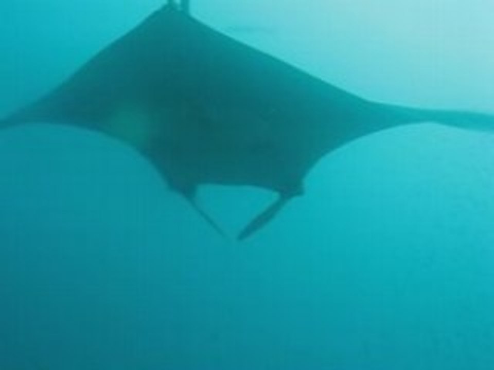 RAIE MANTA