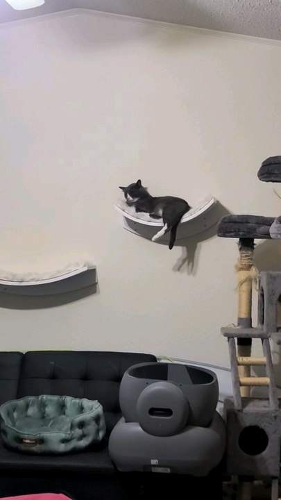 Grey Kittens Big Brother On Cat Wall Hammock