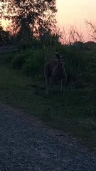 Kangaroo diaries only in Australia 🇦🇺