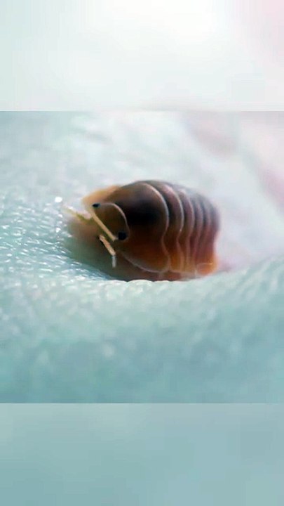 A very hungry tiny crustacean... Eating me