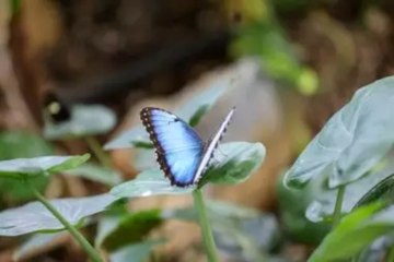 Türkiye’nin ilk kelebek bahçesi: Yaz döneminde doldu taştı!