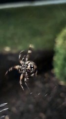 spider making his web