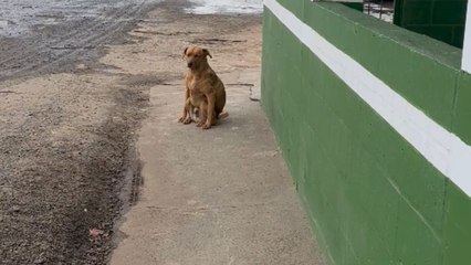 Dog experiments with a unique sitting stance that makes him look like a workout aficionado