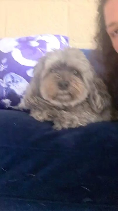 Pet cheri