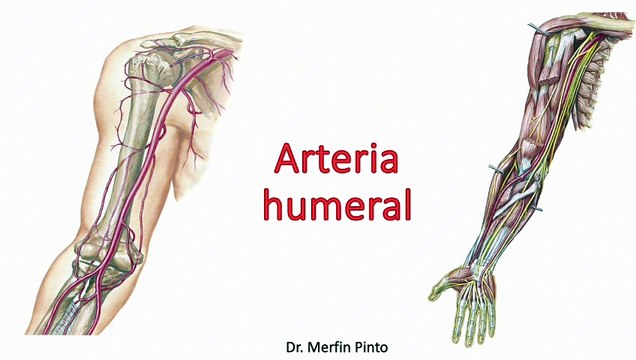 Arteria humeral completo #elcuerpoymas #salud #medicina #anatomía