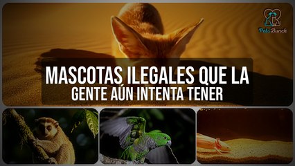 Las Mascotas ILEGALES más Sorprendentes que la Gente Tiene
