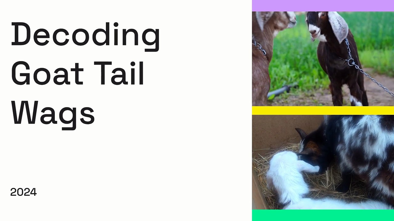 Decoding Goat Tail Wags