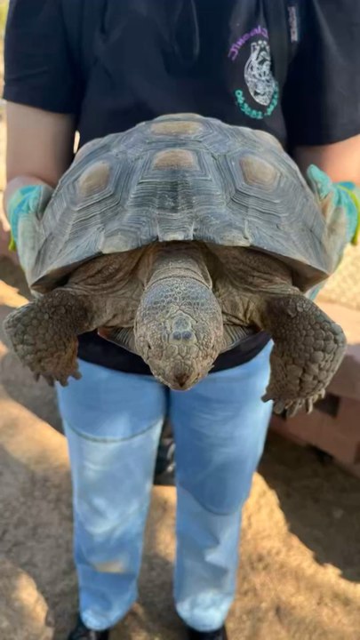 Turtle CapCut Effect