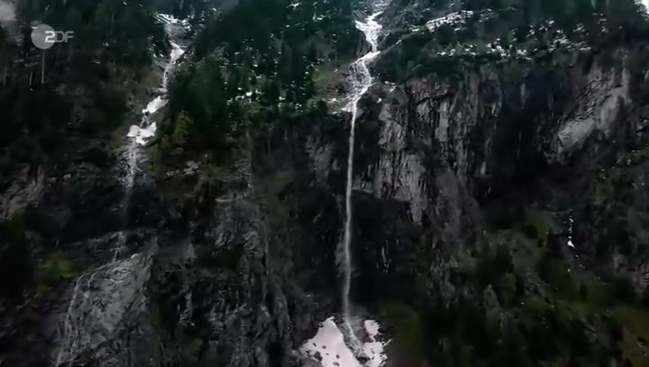 Der Geier - Freund oder Feind