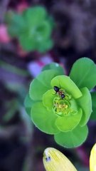 Masters of Organization Ants - The Incredible Life of Ants