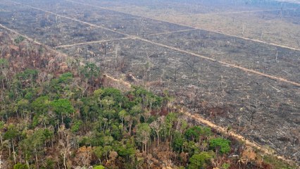 Minería ilegal y grupos armados son la principal amenaza para la selva amazónica