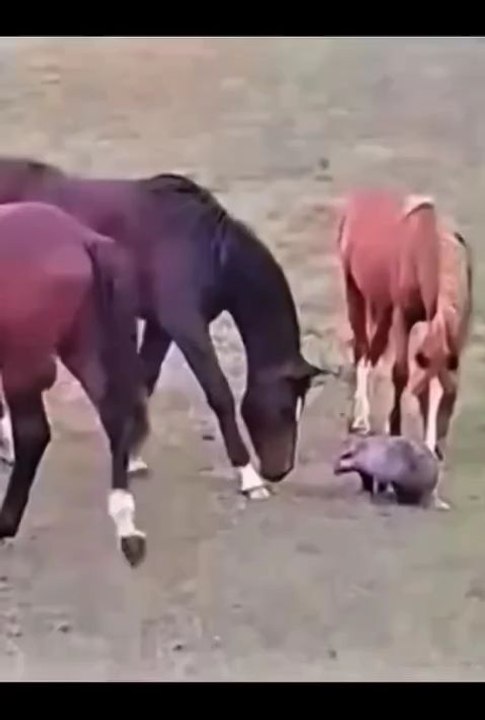 funny animals 😂cute pets #viral #funnyanimals #pets