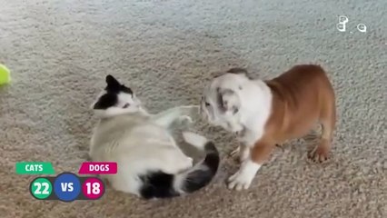 BEST Cat Videos Animal Comedy Kingdom‫‬ | Funniest Animals Eve  - Awesome Funny Animals' Life Videos - Funniest Pets ‫‬ Animal Comedy