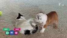 BEST Cat Videos Animal Comedy Kingdom‫‬ | Funniest Animals Eve  - Awesome Funny Animals' Life Videos - Funniest Pets ‫‬ Animal Comedy