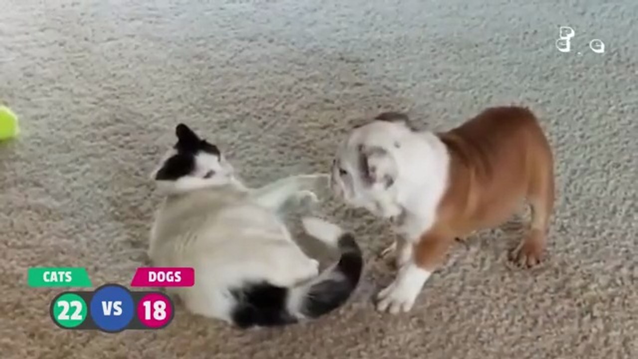 BEST Cat Videos Animal Comedy Kingdom‫‬ | Funni...