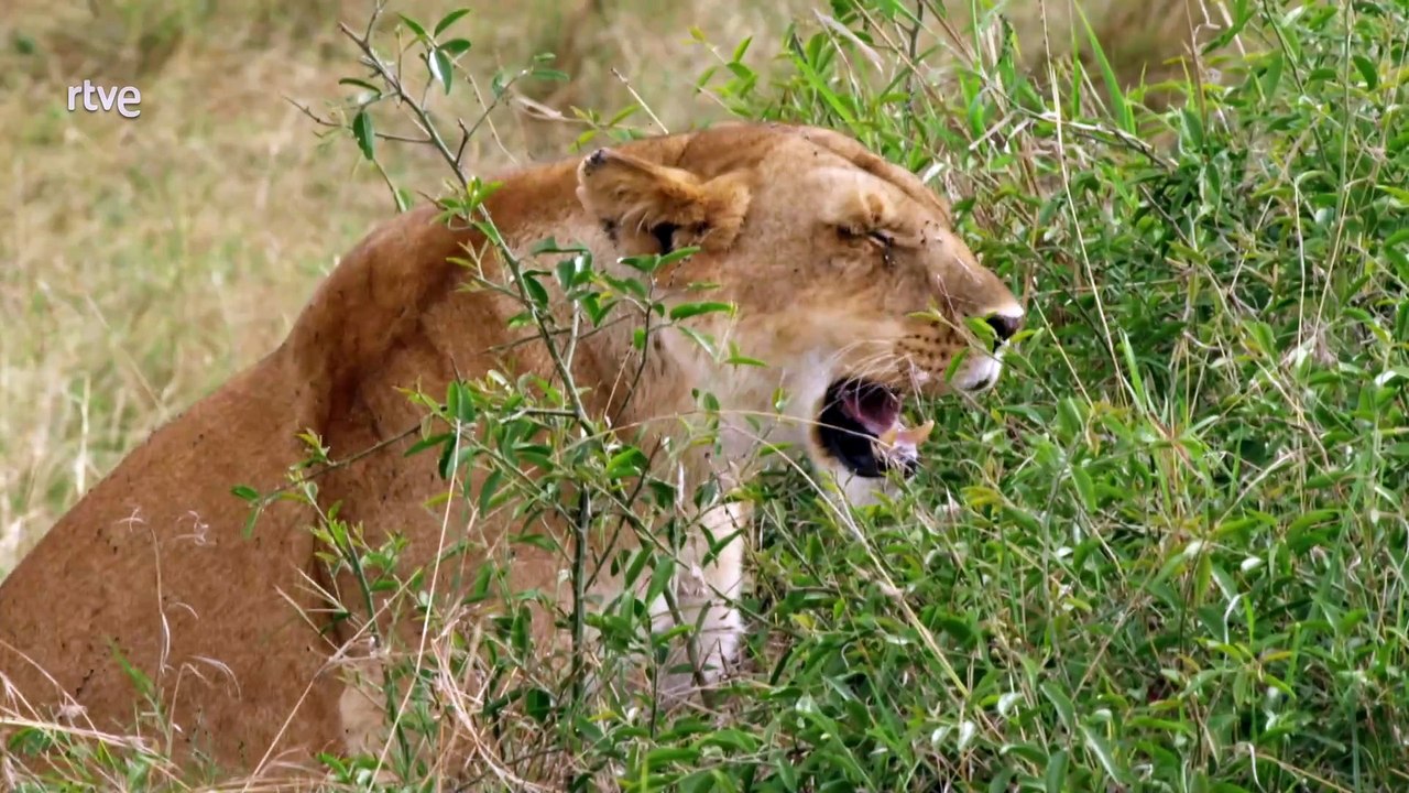 Leones, el superpoder de África
