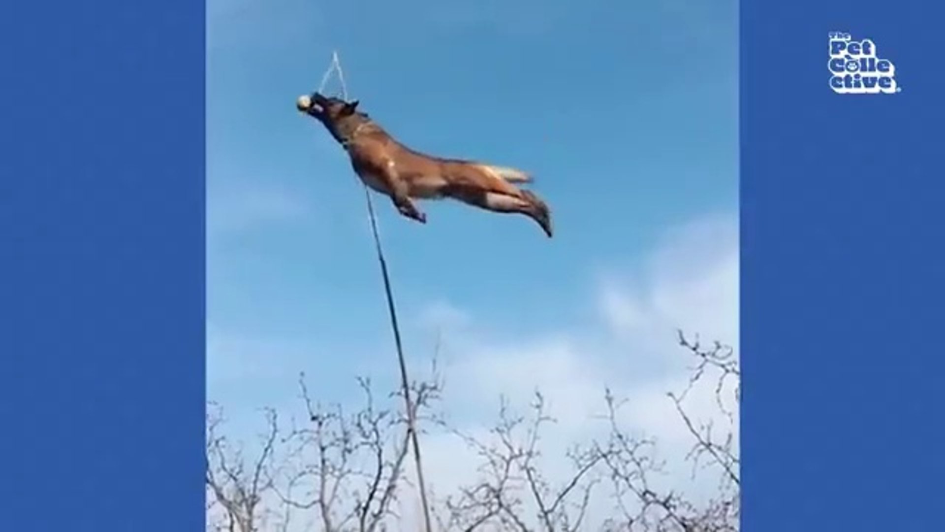 ⁣Hilarious Cat CHASES Dog 😯  FUNNIEST Animals and Pets Animal Comedy Kingdom‫‬ | Funniest Animals Eve