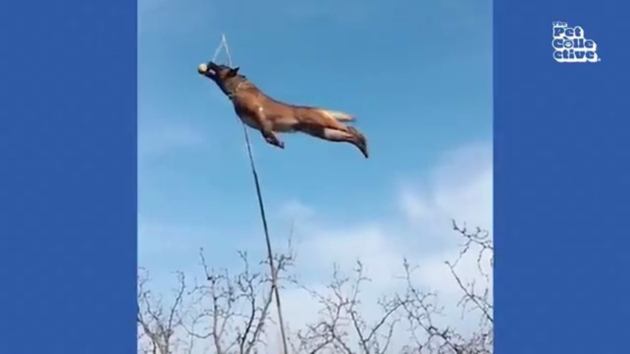 Hilarious Cat CHASES Dog 😯  FUNNIEST Animals a...