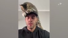 BEST Cat Videos Animal Comedy Kingdom‫‬ | Funniest Animals Eve  - Awesome Funny Animals' Life Videos - Funniest Pets ‫‬ Animal Comedy