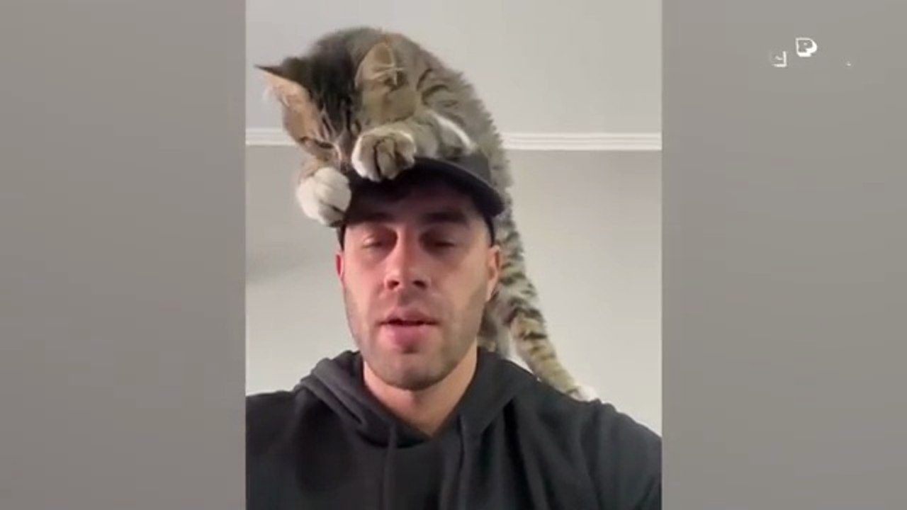 BEST Cat Videos Animal Comedy Kingdom‫‬ | Funni...