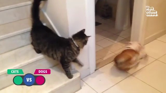 BEST Cat Videos Animal Comedy Kingdom‫‬ | Funniest Animals Eve - Awesome Funny Animals' Life Videos - Funniest Pets ‫‬ Animal Comedy