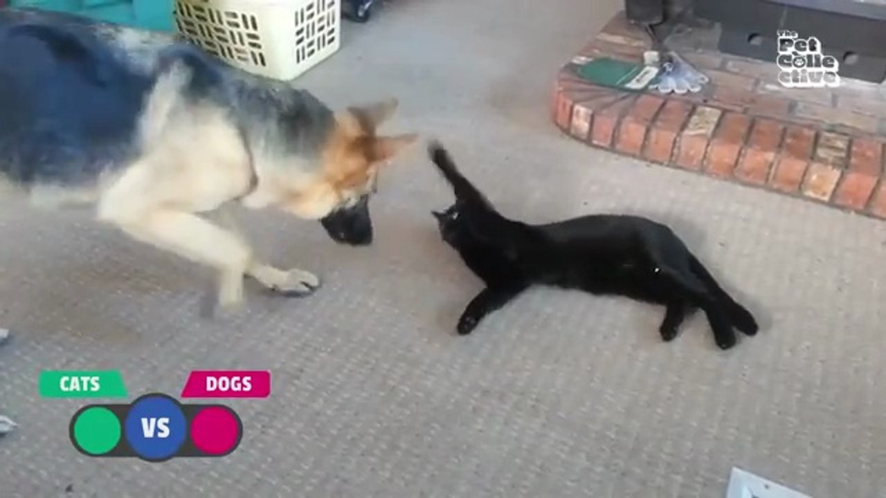 BEST Cat Videos Animal Comedy Kingdom‫‬ | Funni...