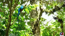 UNIQUE BIRDS