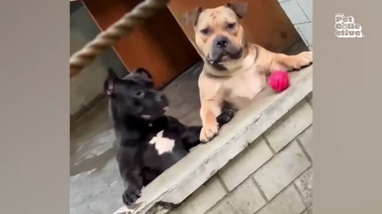 Animal Comedy Kingdom‫‬ | Funniest Animals Eve  - Awesome Funny Animals' Life Videos - Funniest Pets ‫‬ Animal Comedy