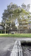 Woman Wears Helmet While Doing Laundry to Protect From Bird Attacks