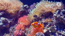 Os animais mais fofos do mundo N•471