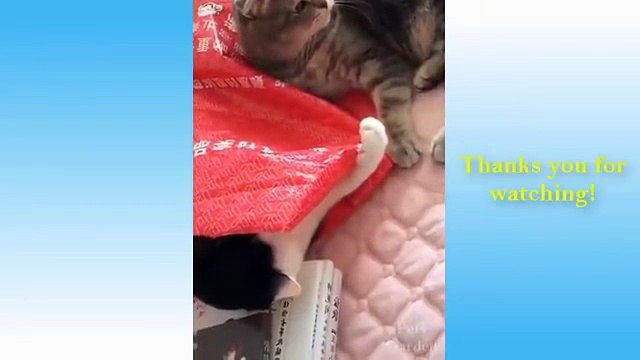 Naimlkas LOL Compilation 😂 Funny Cats, Silly Dogs and Epic Pet Reactions 2025 | Laugh Challenge