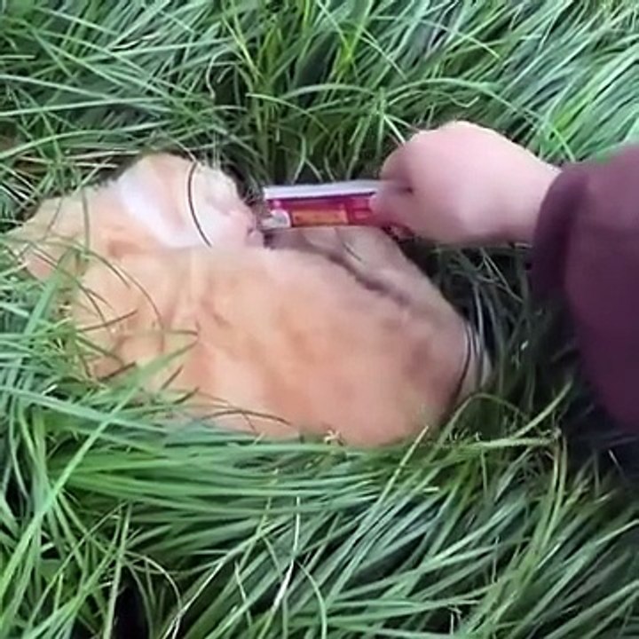 "Naimlkas Epic Funny Moments 😂 2025 Cute Animal Fails, Crazy Cats and Dogs | Try Not to Laugh"