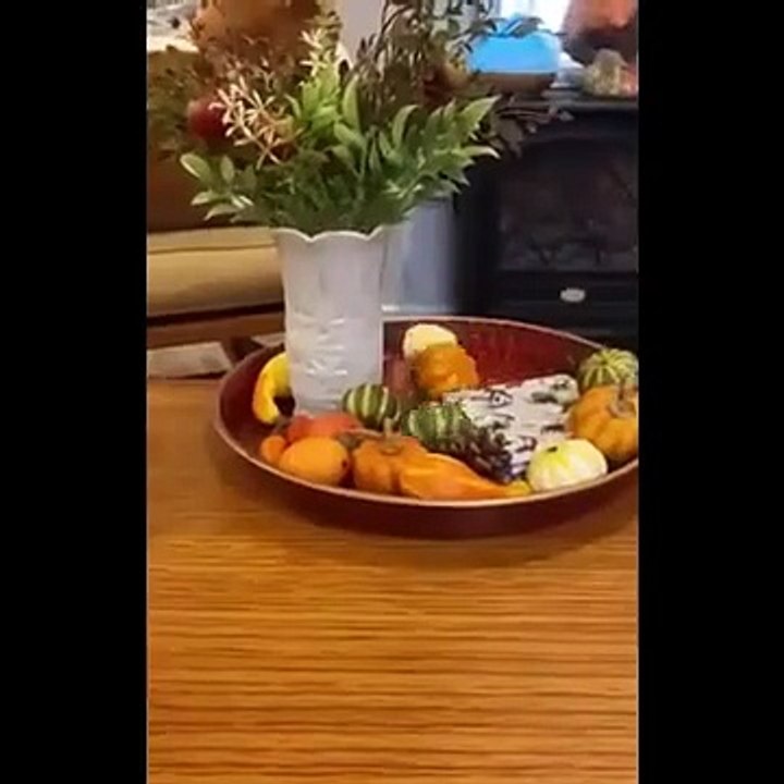 "Naimlkas Best Funny Pets 2025 🐾 Hilarious Animal Reactions and Silly Cat Moments | Laugh Out Loud"