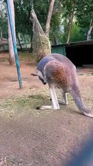 Kangaroo diaries only in Australia 🇦🇺