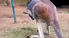 Kangaroo diaries only in Australia 🇦🇺