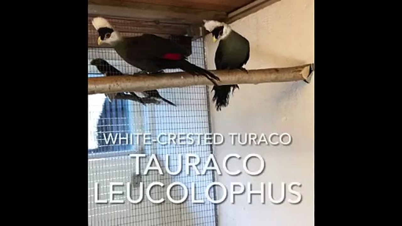 White-crested turaco bird in indoor bird aviary (Tauraco leucolophus)